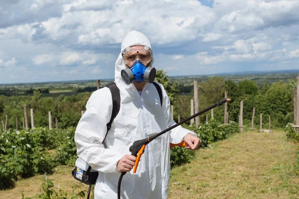 Agriculture pest control - Worker in protective workwear in weed control and spraying ambrosia on field.