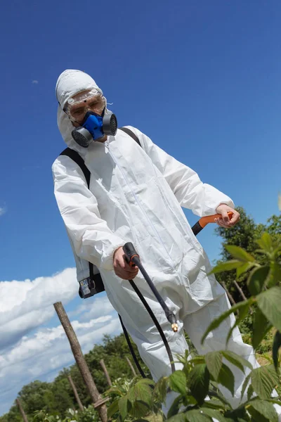 Agriculture pest control - Worker in protective workwear in weed control and spraying ambrosia on field.