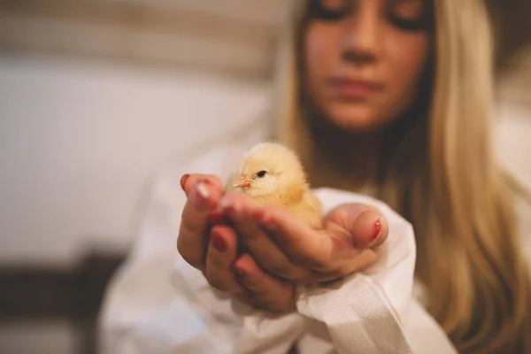 Woman Hands Holding Chick Chicken Farm Selective Focus Chick — Stock Photo, Image