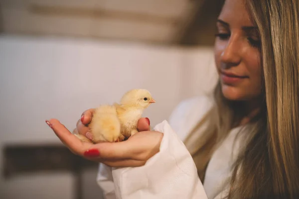 Woman\' hands holding a chick in chicken farm. Selective focus on chick