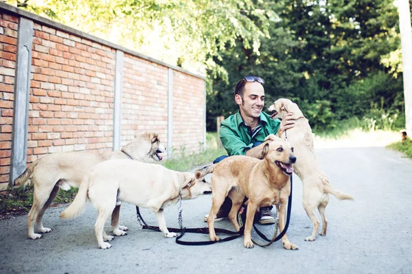 Köpek yürümek yürüyüş zevk köpeklerle.