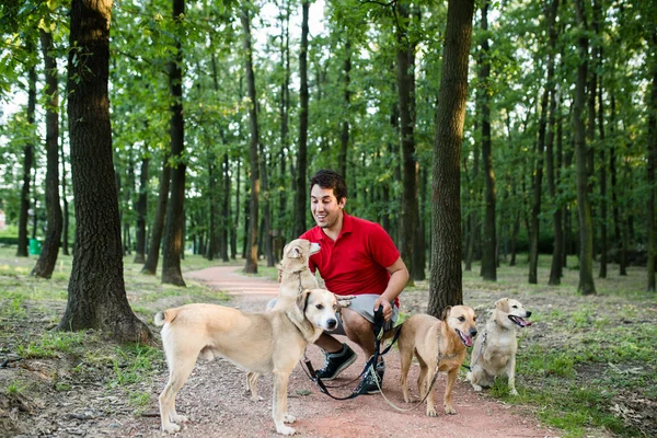 Dog walker with dogs enjoying in walk.