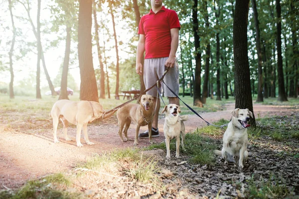 Dog walker with dogs enjoying in walk.