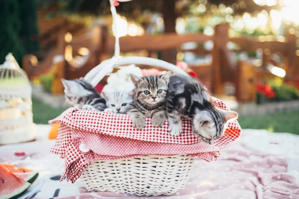 Niedliche Kleine Britische Kurzhaarkätzchen Weißen Picknickkorb — Stockfoto