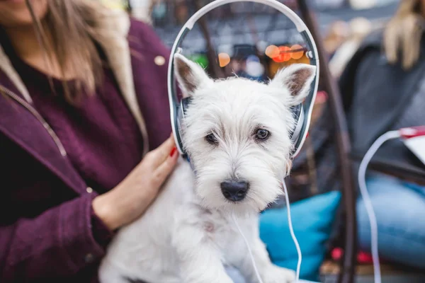 Adorable westie puppy listening to music with it\'s owner in cafeteria.
