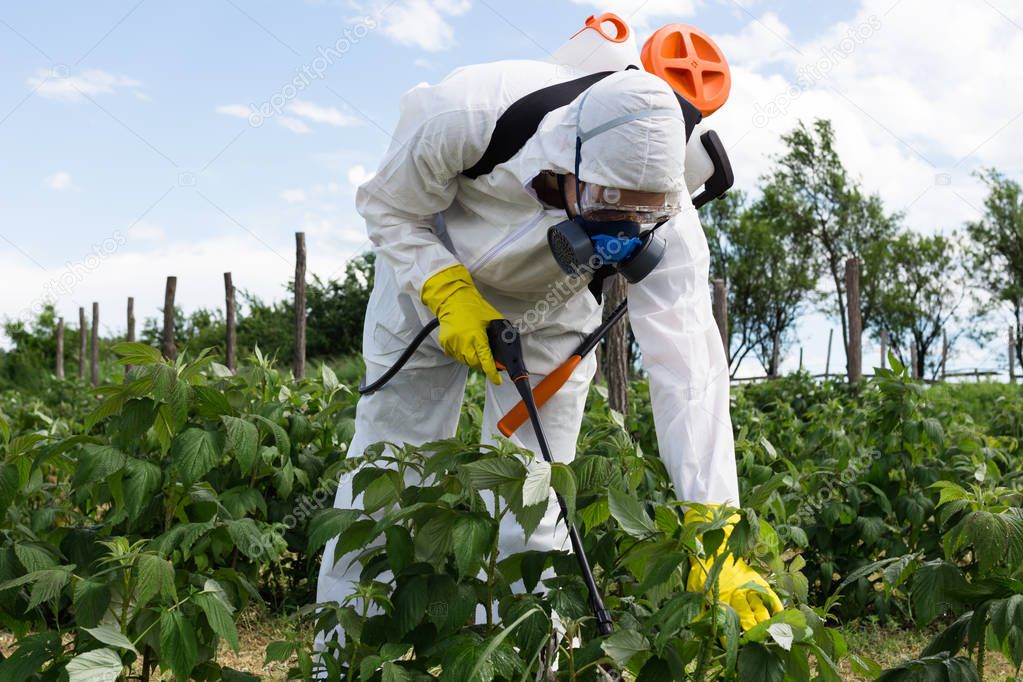 Agriculture pest control - Worker in protective workwear in weed control and spraying ambrosia on field. 