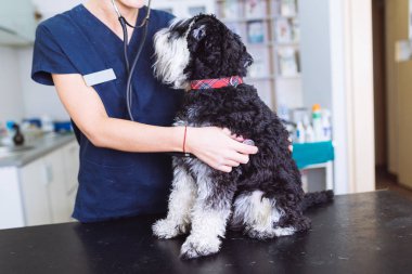 Veteriner stetoskop Minyatür schnauzer ile kontrol. El üstünde tutma stetoskop odaklanmak