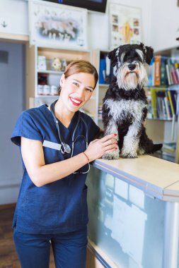 Mutlu hayvan hastalıklarıyla ilgili ve Minyatür schnauzer. 