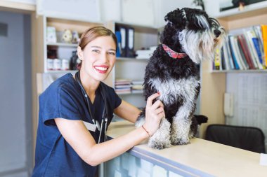 Mutlu hayvan hastalıklarıyla ilgili ve Minyatür schnauzer. 