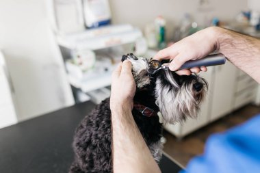 Minyatür schnauzer'ın kulaklarını kontrol veteriner.