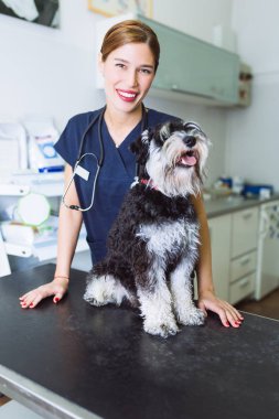 Mutlu hayvan hastalıklarıyla ilgili ve Minyatür schnauzer. 