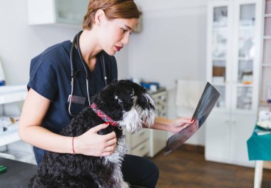 Köpek yanında duran ve x ışını köpek Image'da seyir veteriner