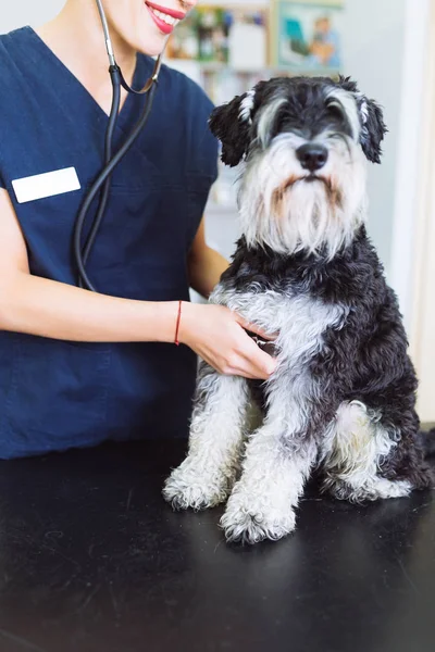 Verificação Veterinária Com Estetoscópio Schnauzer Miniatura Foco Mão Segurando Estetoscópio — Fotografia de Stock