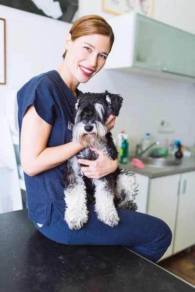 幸せな獣医とミニチュア シュナウザー — ストック写真