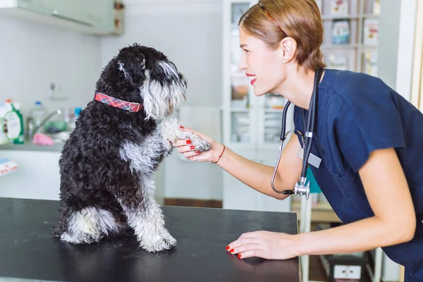 Feliz Veterinario Schnauzer Miniatura —  Fotos de Stock