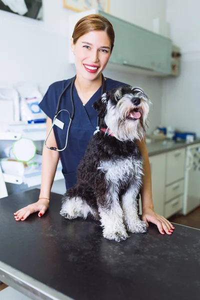 Mutlu hayvan hastalıklarıyla ilgili ve Minyatür schnauzer. 