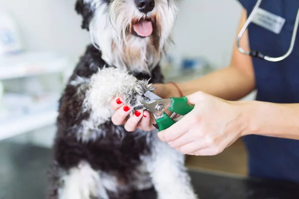 Veterinário Feliz Schnauzer Miniatura — Fotografia de Stock