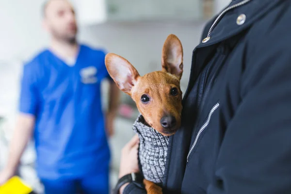 Homem Com Sua Miniatura Pinscher Veterinário — Fotografia de Stock