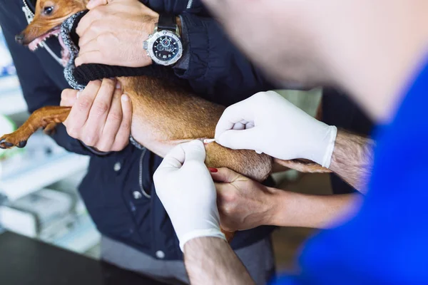 Veterinário Examinando Schnauzer Miniatura — Fotografia de Stock