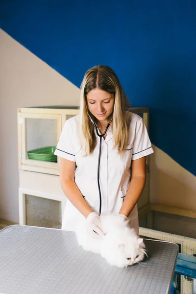 Veterinario Sosteniendo Gato Persa Blanco —  Fotos de Stock