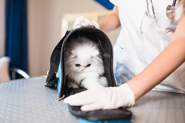 Veterinário Segurando Gato Branco Persa — Fotografia de Stock