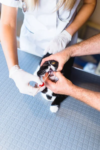 Belo Gato Abreviatura Exótico Veterinário Veterinário Examinando Gato — Fotografia de Stock