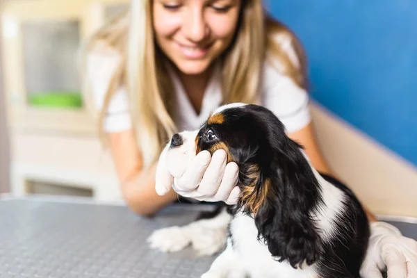 Cavalier Rei Charles Spaniel Filhote Cachorro Veterinário — Fotografia de Stock