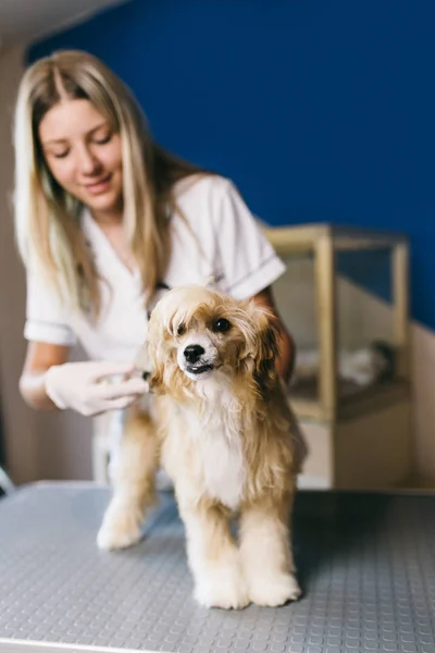 Veterinaria Inyectando Perro Cresta Chino Enfoque Selectivo Perro —  Fotos de Stock