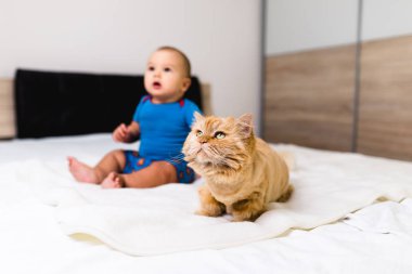 Farsça kedi ve yatakta erkek bebek.