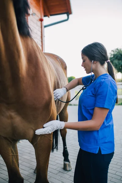 Veterinární Vyšetřovací Koně Selektivní Fokus — Stock fotografie