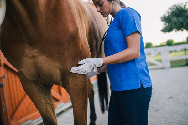 Veterinární Vyšetřovací Koně Selektivní Fokus — Stock fotografie