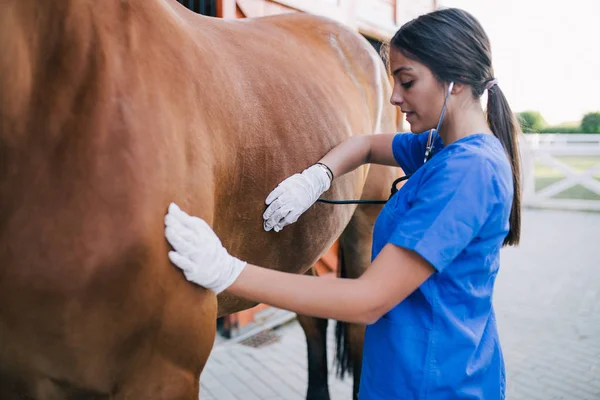 Veterinário Examinando Cavalo Foco Seletivo — Fotografia de Stock