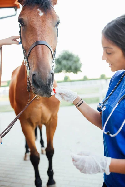 Vet giving injection to a horse.