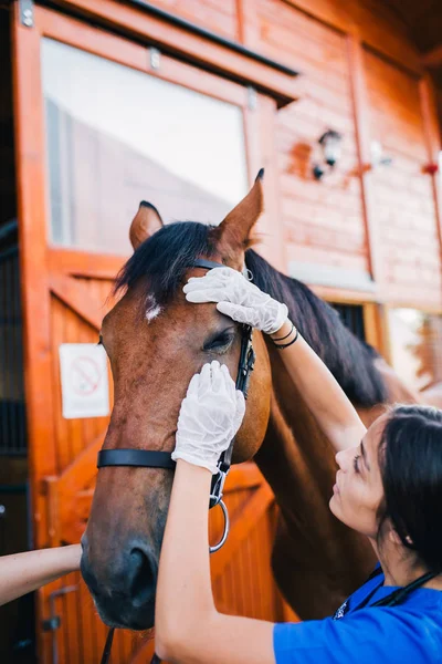 Κτηνίατρος Εξέταση Άλογο Επιλεκτική Εστίαση — Φωτογραφία Αρχείου