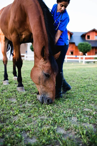 Veterinární Vyšetřovací Koně Selektivní Fokus — Stock fotografie