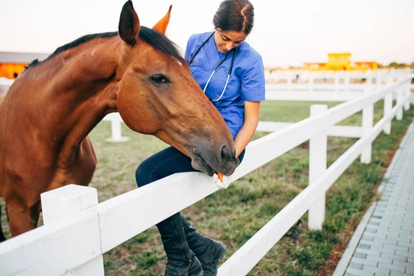 Bir at açık havada Ranch'te sevişme veteriner. 