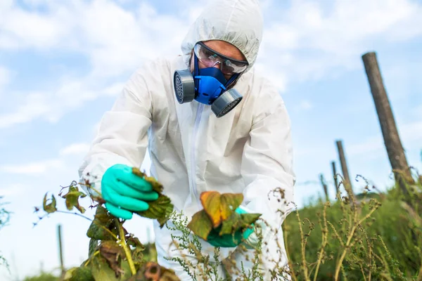 Controlul Dăunătorilor Agricultură Tineri Lucrători Muncă Protecție Poartă Verificarea Plantației — Fotografie, imagine de stoc