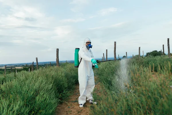 Agriculture Pest Control Worker Protective Workwear Weed Control Spraying Ambrosia — Stock Photo, Image