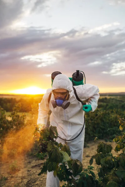 農業害虫制御 日没時に果樹農園の有機農薬を散布用噴霧器を保持している若年労働者 — ストック写真