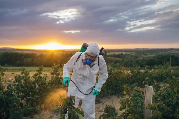 Agriculture Pest Control Young Worker Holding Sprayer Spraying Organic Pesticides Royalty Free Stock Images