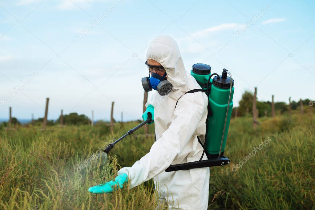 Agriculture pest control - Worker in protective workwear in weed control and spraying ambrosia on field. 
