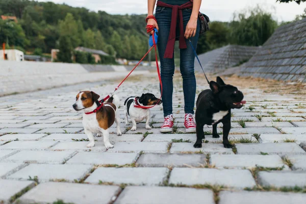 Dog walker with dogs enjoying in park.