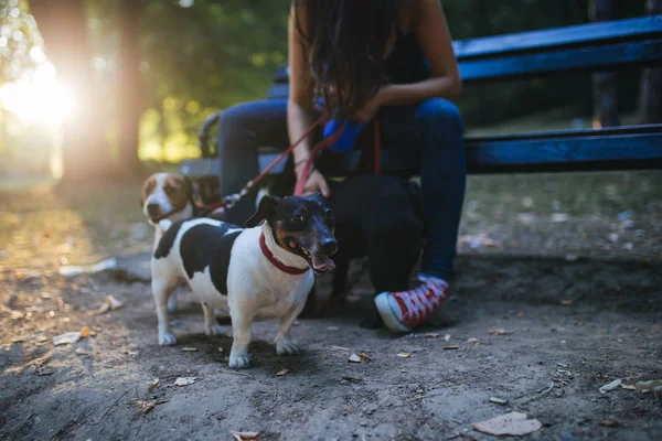 Walker Kutya Kutyákkal Élvezi Parkban — Stock Fotó