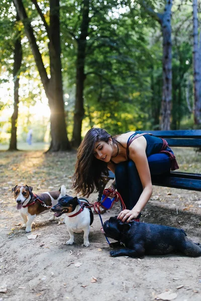 Dog Walker Dogs Enjoying Park — Stock Photo, Image