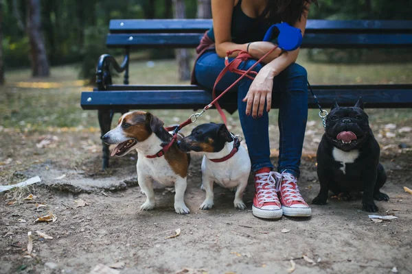 Paseador Perros Con Perros Disfrutando Parque — Foto de Stock