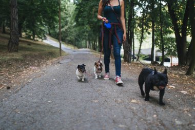 Köpek bakıcısı köpek parkında zevk ile. 