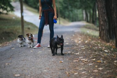Köpek bakıcısı köpek parkında zevk ile. 
