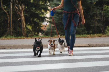 Bir köpek ile geçerken köpek bakıcısı. 