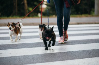 Köpek bakıcısı köpek parkında zevk ile. 
