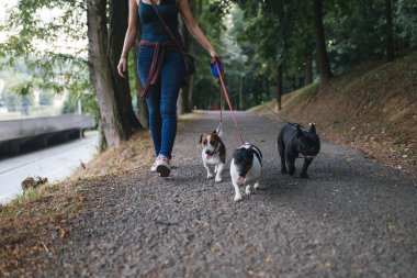 Köpek bakıcısı köpek parkında zevk ile. 